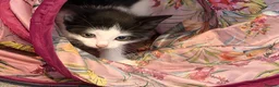 Mixed Breed cats for sale: 🍊 Final Boy For Foreverhome - Advert 4