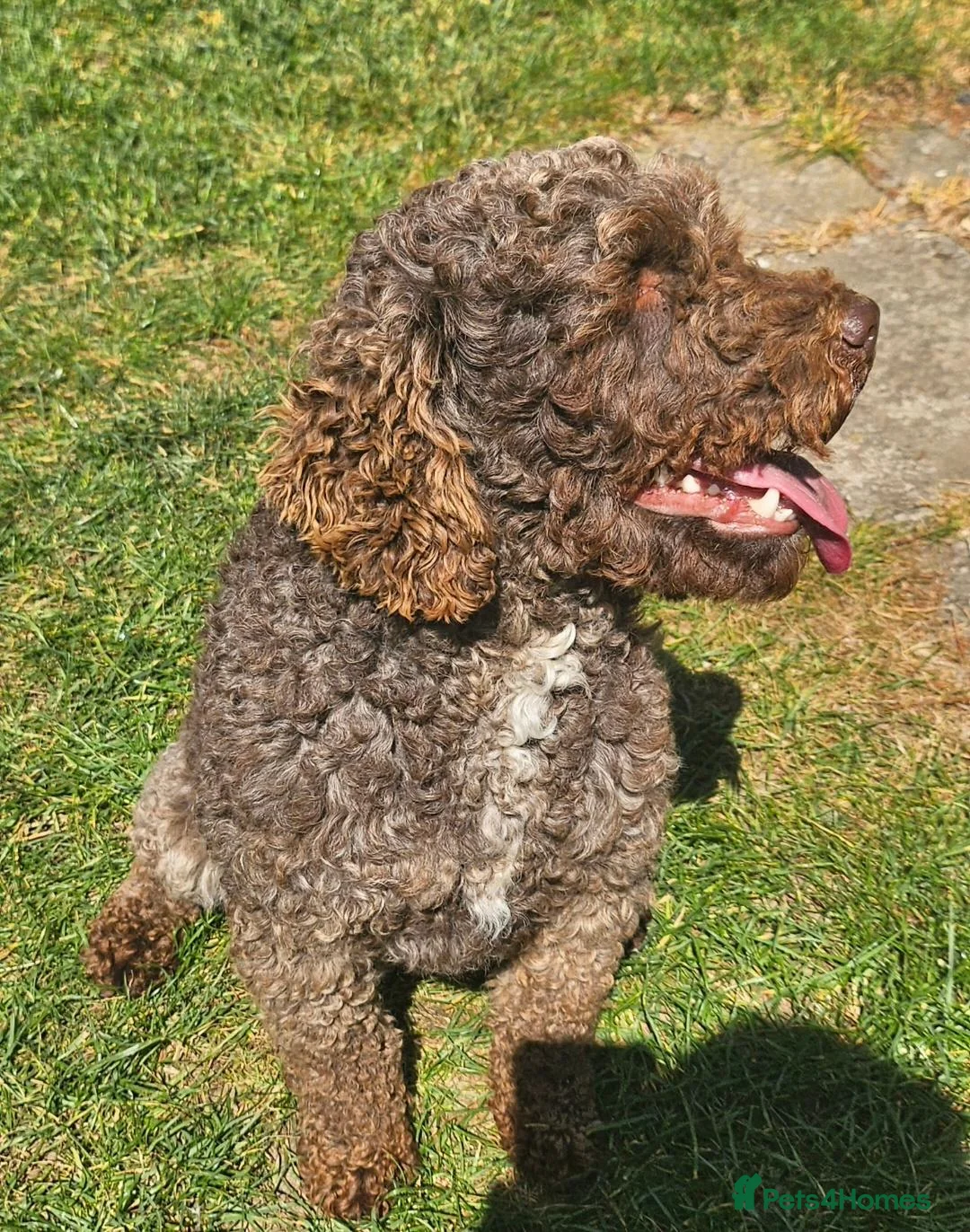 Labradoodle dogs for sale: Super curly labradoodle - Advert 13