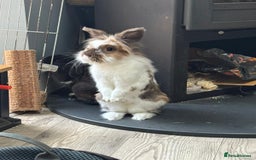 Lionhead rabbits for sale: 1 Male&1 Female lionhead rabbits available. - Image 15