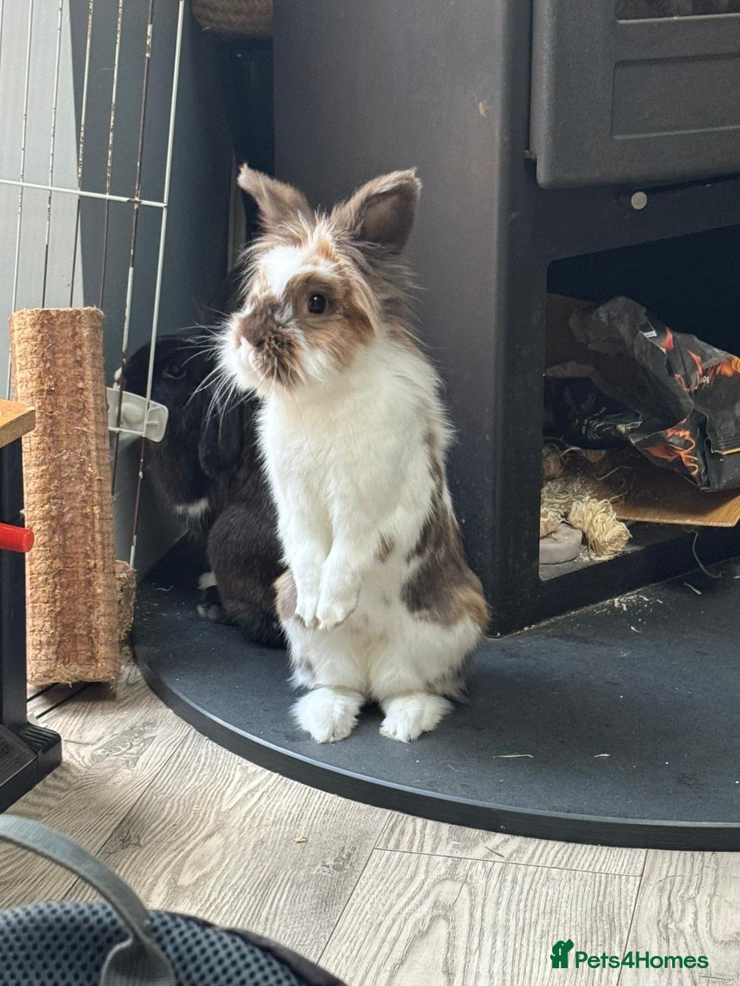 Lionhead rabbits for sale: 1 Male&1 Female lionhead rabbits available. - Image 15