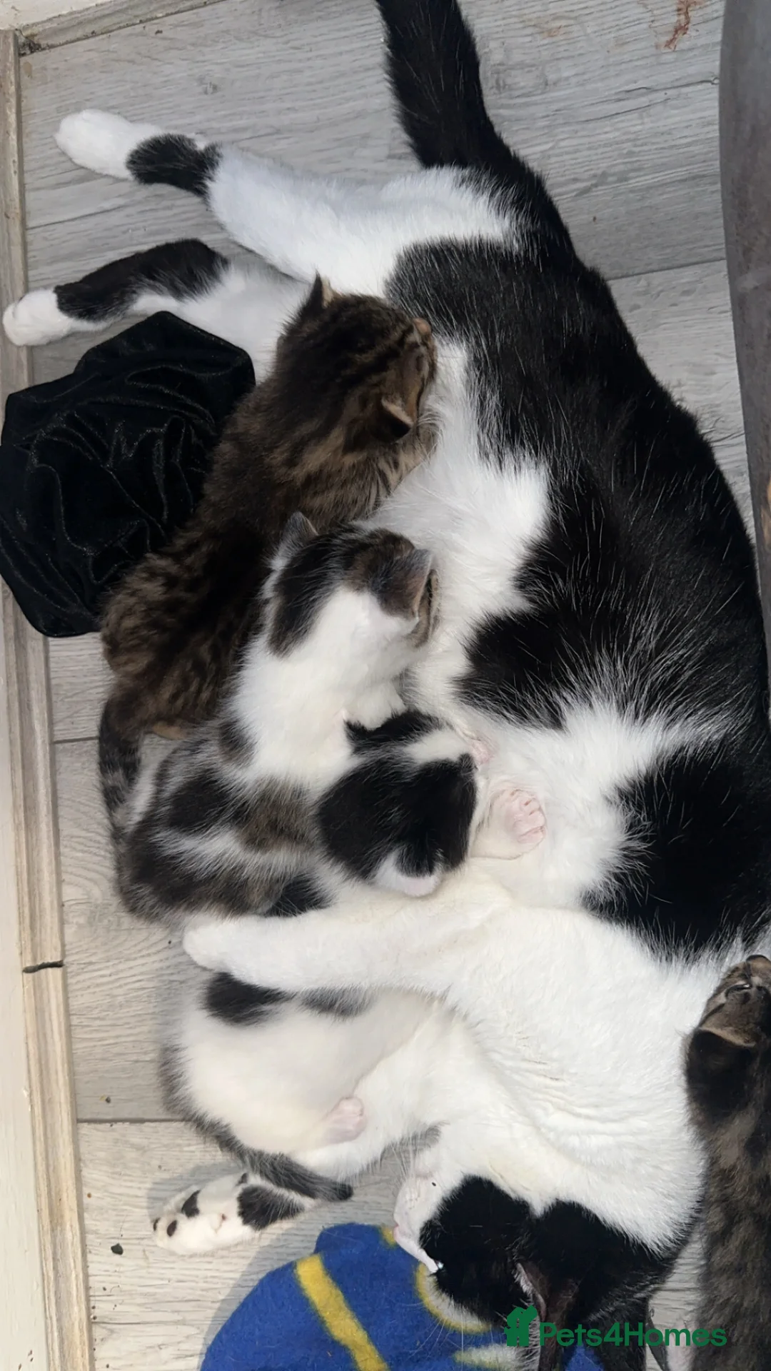 Mixed Breed cats for sale: Beautiful kittens for sale🥰 - Advert 1