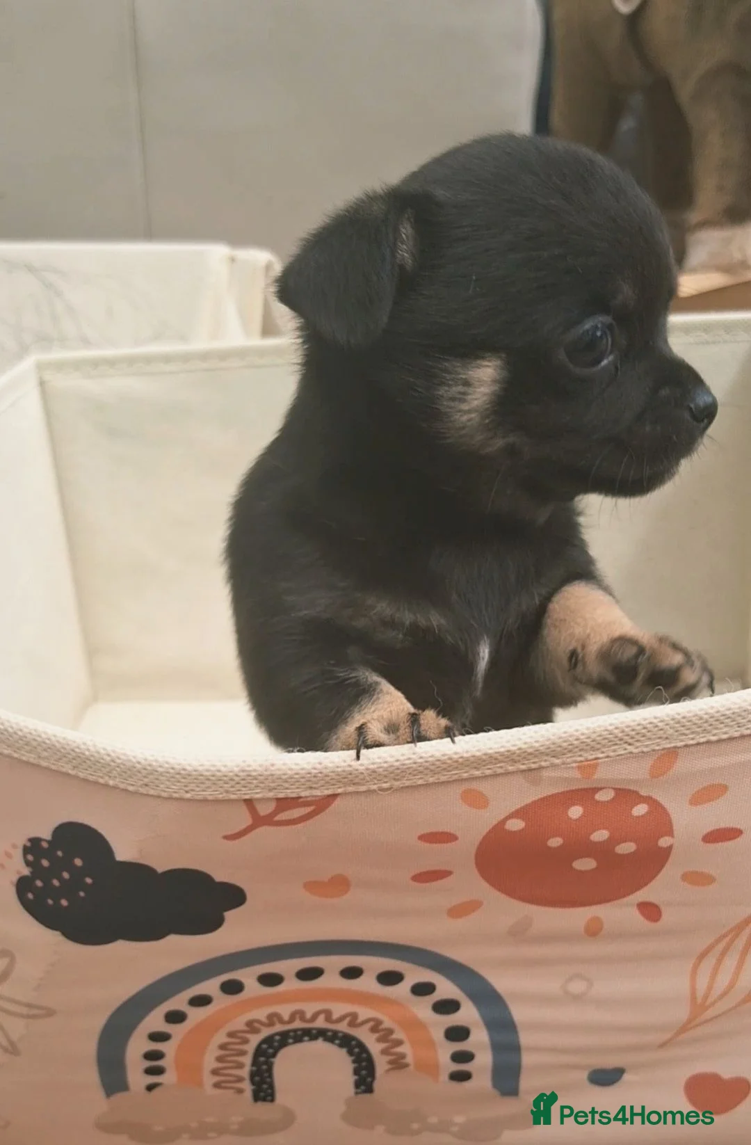 Chihuahua dogs for sale: ONLY 2 STUNNING KC REG PUPPIES LEFT AVAILABLE!! - Advert 39