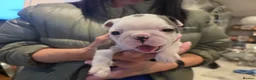 Boston Terrier dogs for sale: Health-Tested KC Registered Boston Terrier Puppies in Salford - Advert 12