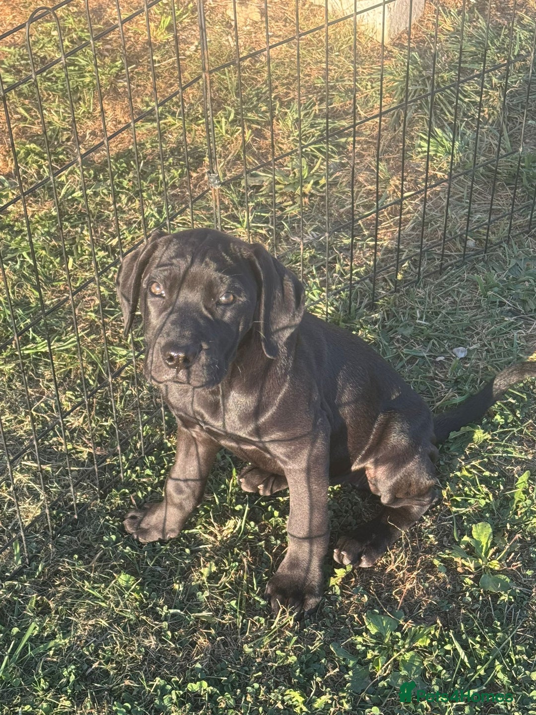 Cane Corso dogs for sale: Cane corso girl pup FULLY VACCINATED  - Image 13
