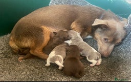 Jack Russell dogs for sale: jack russell girl for sale  - Image 6