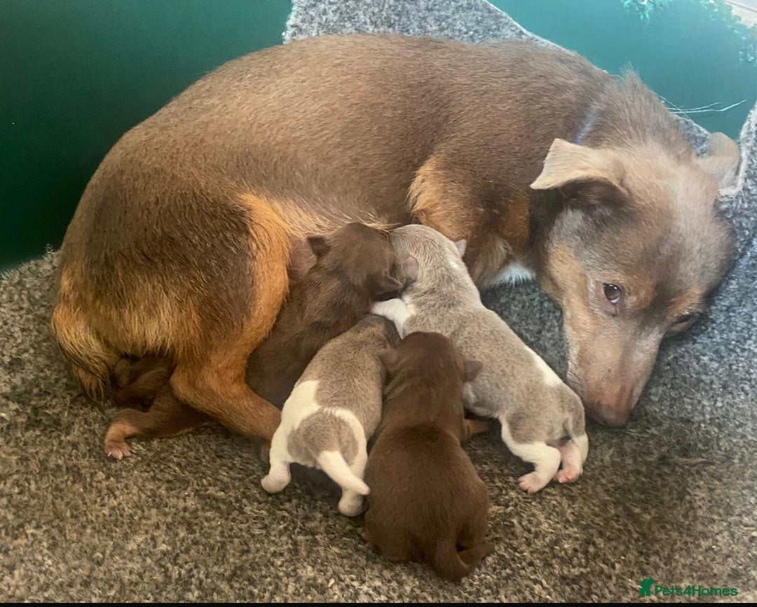 Jack Russell dogs for sale: jack russell girl for sale  - Image 6