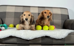 Miniature Dachshund dogs for sale: Beautiful Long-Haired Dachshund - Image 4