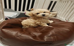 Maltipoo dogs for sale: Maltipoo F1 Toy Size, KC Parents, DNA Tested Clear - Image 7