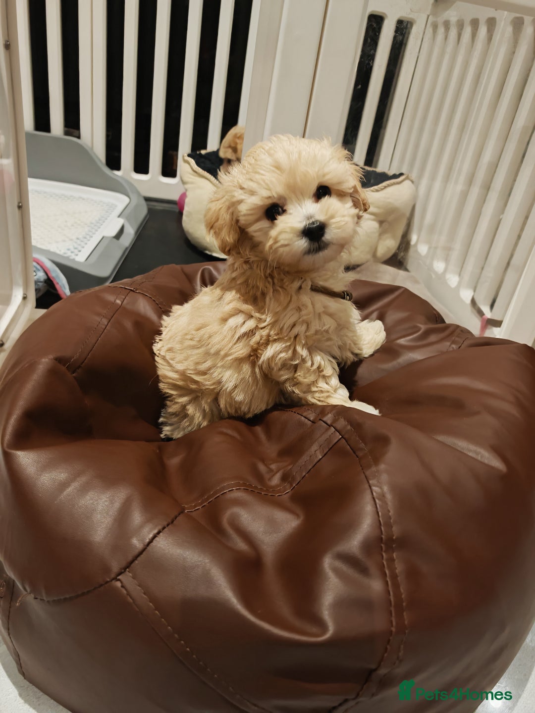 Maltipoo dogs for sale: Maltipoo F1 Toy Size, KC Parents, DNA Tested Clear - Image 7