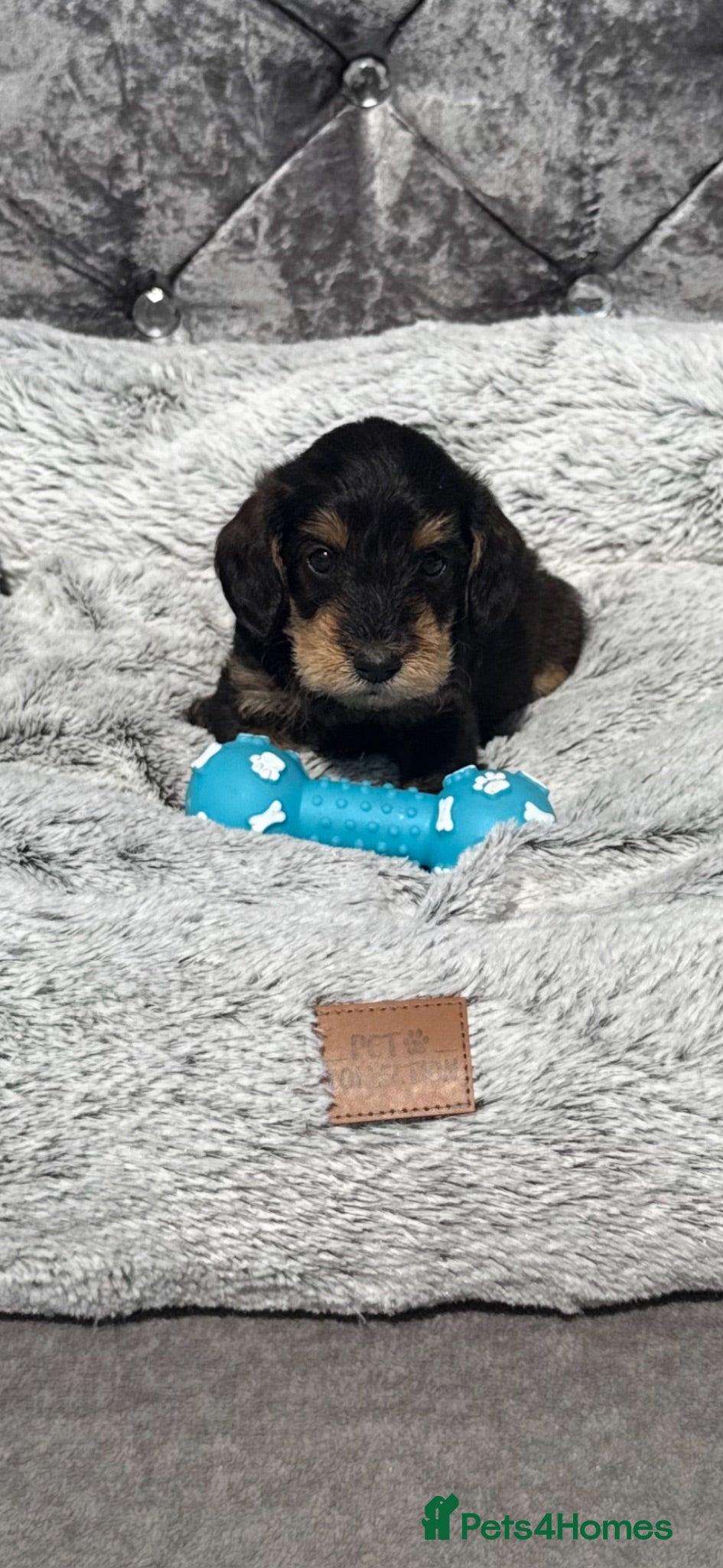 Schnoodle dogs Stunning 😍 - Advert 3