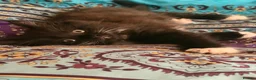 Mixed Breed cats for sale: Beautiful baby girl kitten in Maybole - Advert 2