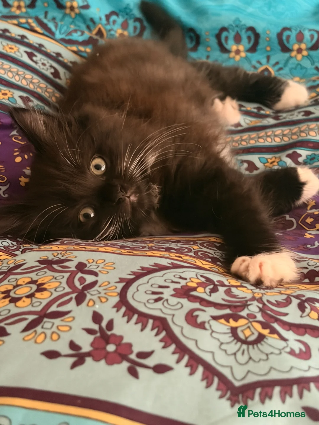 Mixed Breed cats for sale: Beautiful baby girl kitten in Maybole - Advert 2