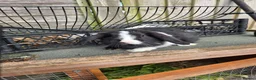 Mini Lop rabbits for sale: baby rabbit - Advert 3