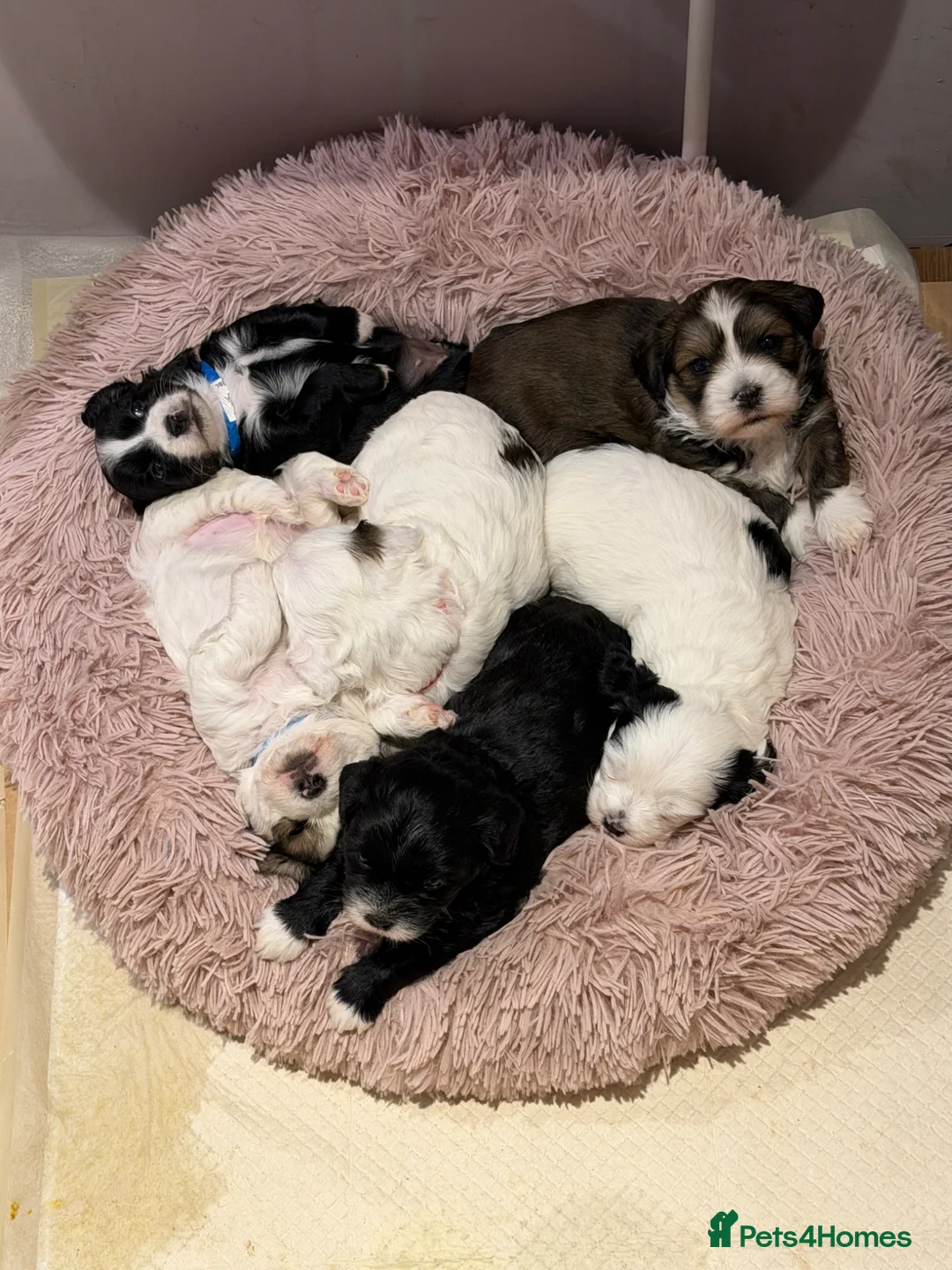 Mixed Breed dogs for sale: Cavachon x Shih Tsu puppies - Advert 1