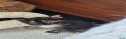 Mixed Breed cats for sale: Cute kitties are looking for a new home 🐈‍⬛ - Advert 20