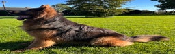 German Shepherd dogs for stud: stunning blue and tan German shepherd at stud in Doncaster - Advert 8