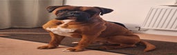 Boxer dogs for stud: Beautiful Arthur - Advert 3