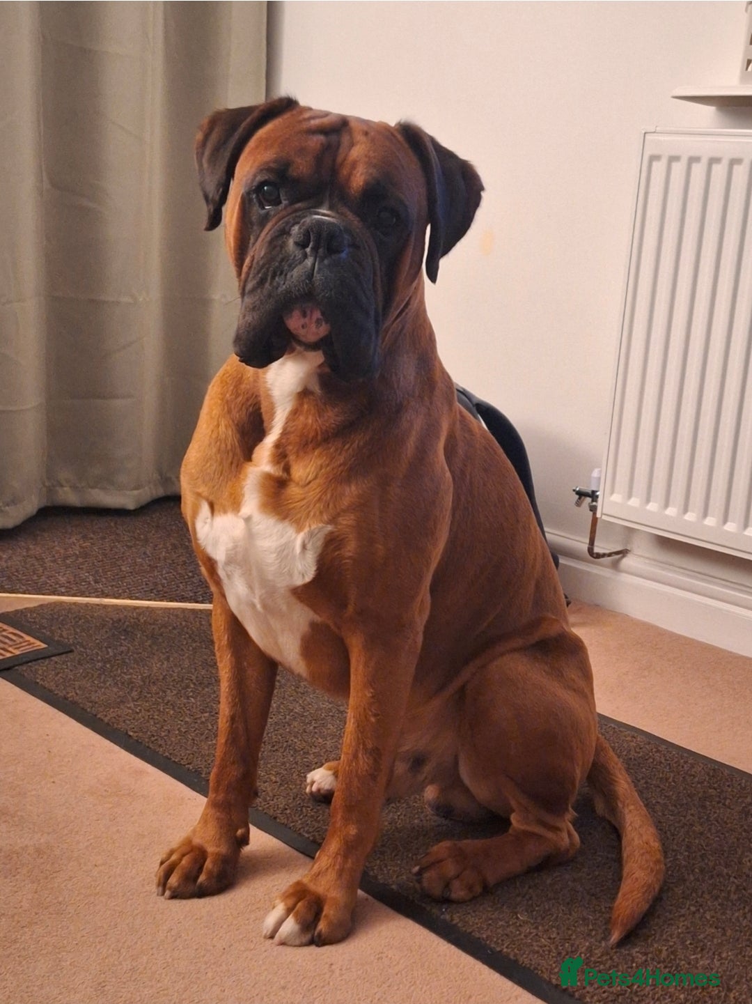 Boxer dogs for stud: Beautiful Arthur - Advert 3