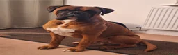 Boxer dogs for stud: Beautiful Arthur - Advert 3