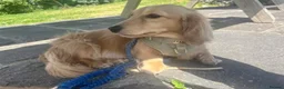 Miniature Dachshund dogs for sale: Stunning kc registered mini longhaired dachshunds - Advert 10
