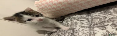 Domestic Shorthair Kitten 5