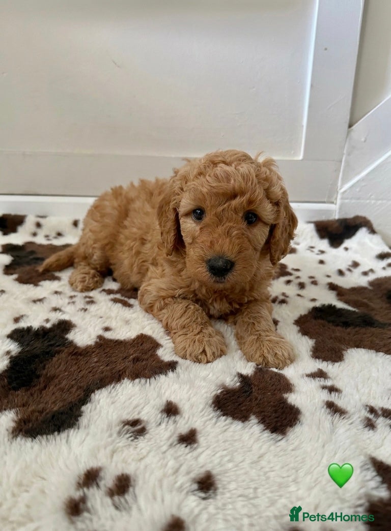 Australian Labradoodle dogs 🌟 Australian Labradoodle Puppies  🌟 - Advert 2