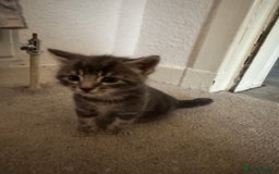 British Shorthair cats for sale: Grey male kitten - Advert 5