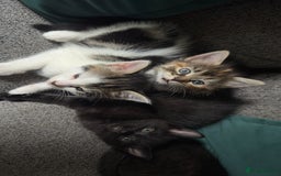Mixed Breed cats for sale: Beautiful kittens!!!!! READY from 7/08/25 - Image 27
