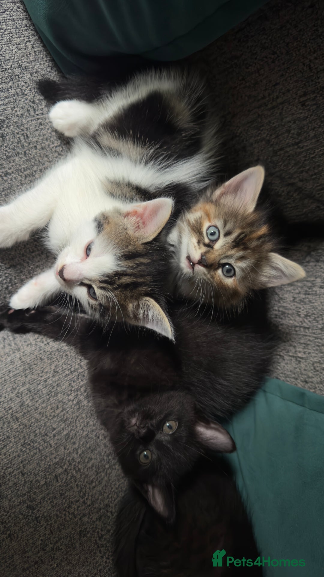 Mixed Breed cats for sale: Beautiful kittens!!!!! READY from 7/08/25 - Image 27