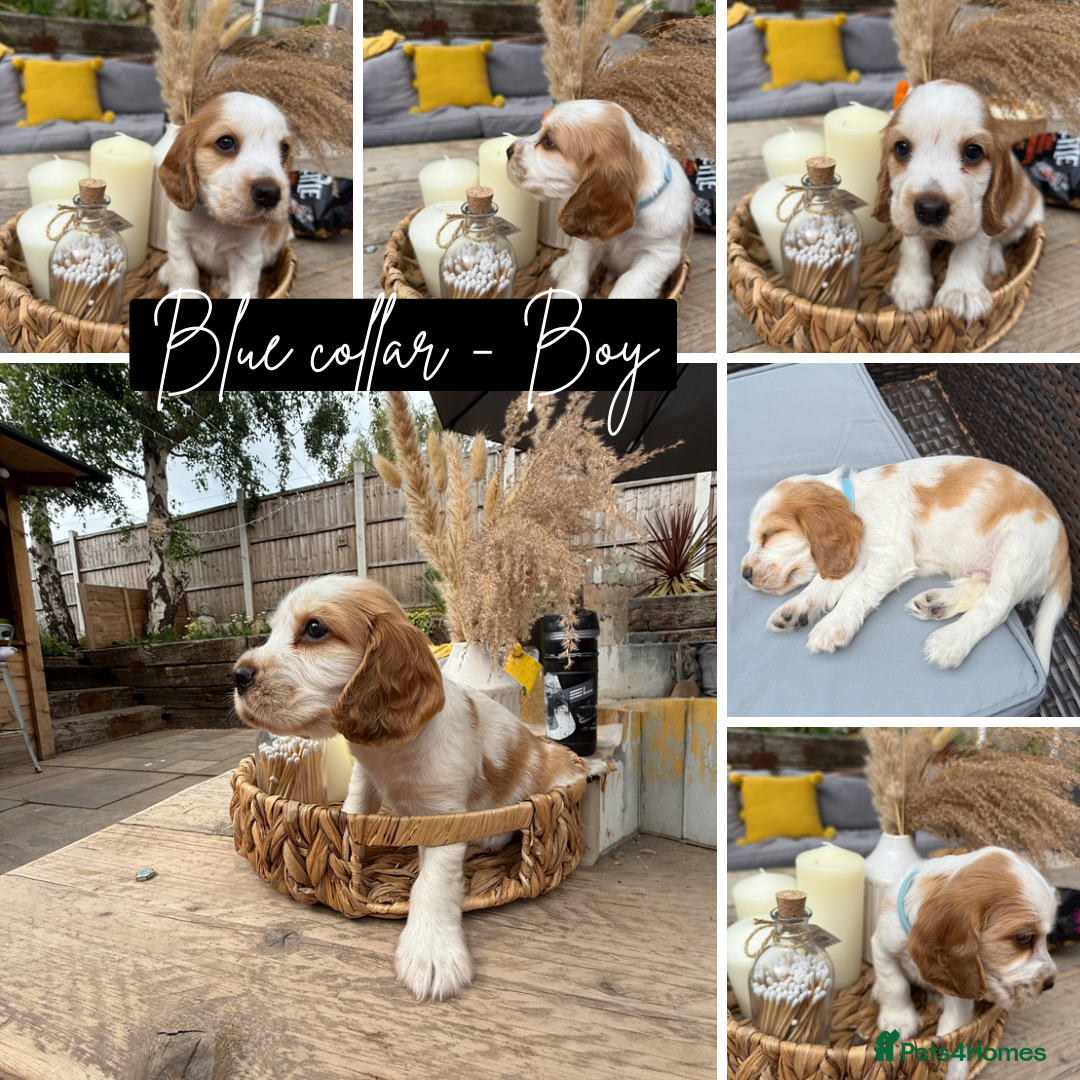 Cocker Spaniel dogs for sale: KC REG Showtype Cocker Spaniel LAST PUP ready 3/8 - Image 1