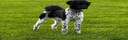 Standard Poodle dogs for stud: Outstanding Parti Standard Poodle Stud - Advert 5