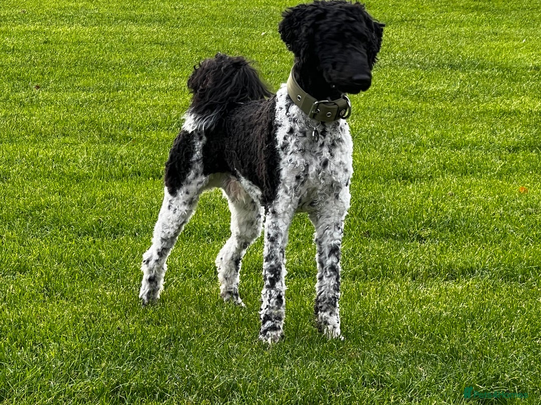 Standard Poodle dogs for stud: Outstanding Parti Standard Poodle Stud - Advert 5