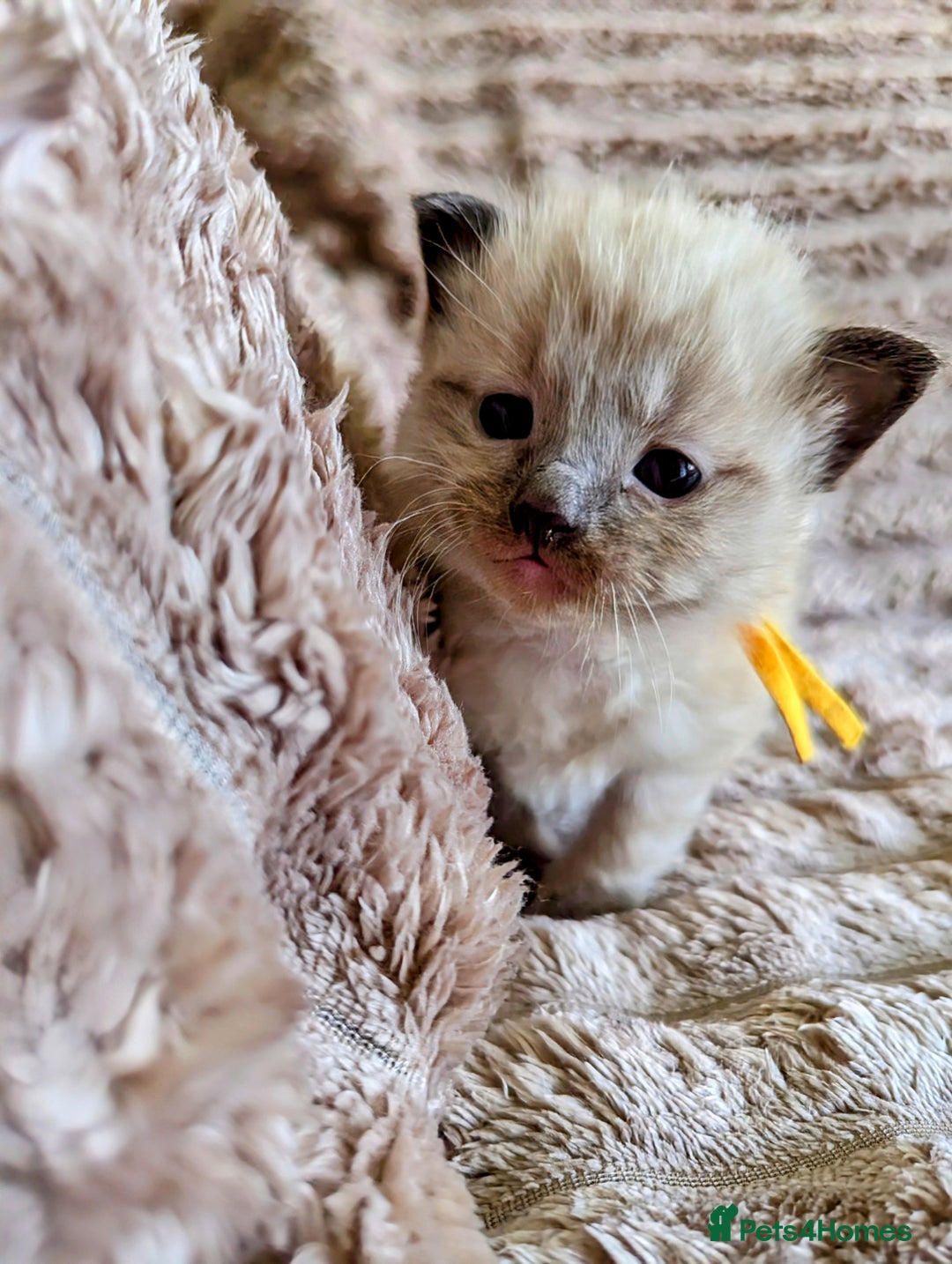 Ragdoll cats for sale: Beautiful Mink Seal Ragdolls  - Image 10