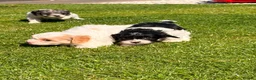 Cavapoo dogs for sale: Stunning Cavapoo Puppies  - Advert 10