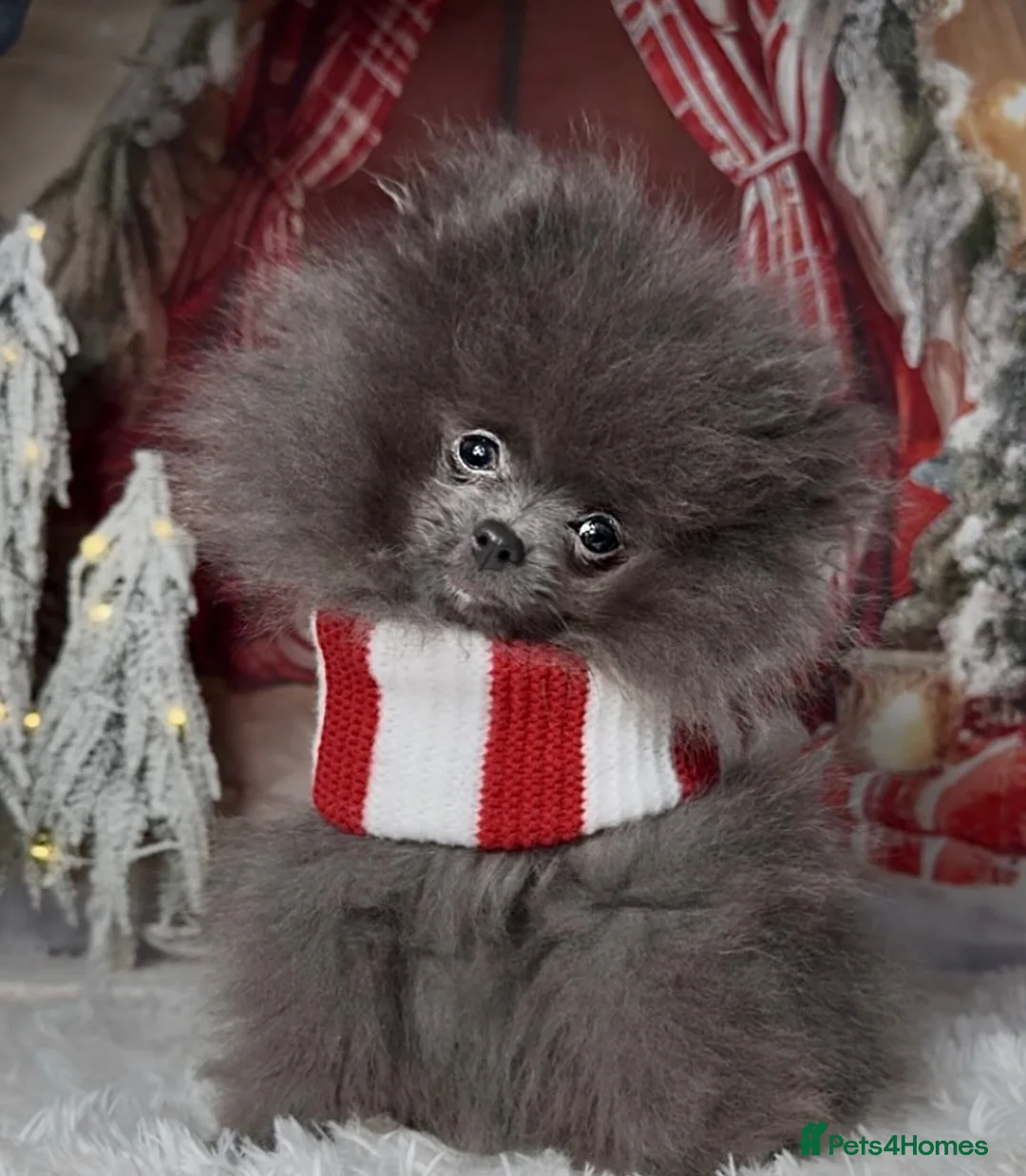 Pomeranian dogs for stud: 🏆 LOTS of champion lines, tiny teddy bear 🧸 in Leeds - Advert 38