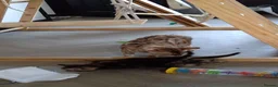 Bengal cats for sale: READY NOW Female Bengal kittens - Advert 5