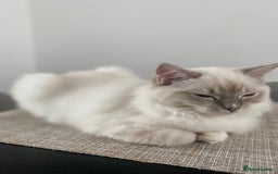 Ragdoll cats for sale: Handsome Ragdoll boy - Image 3
