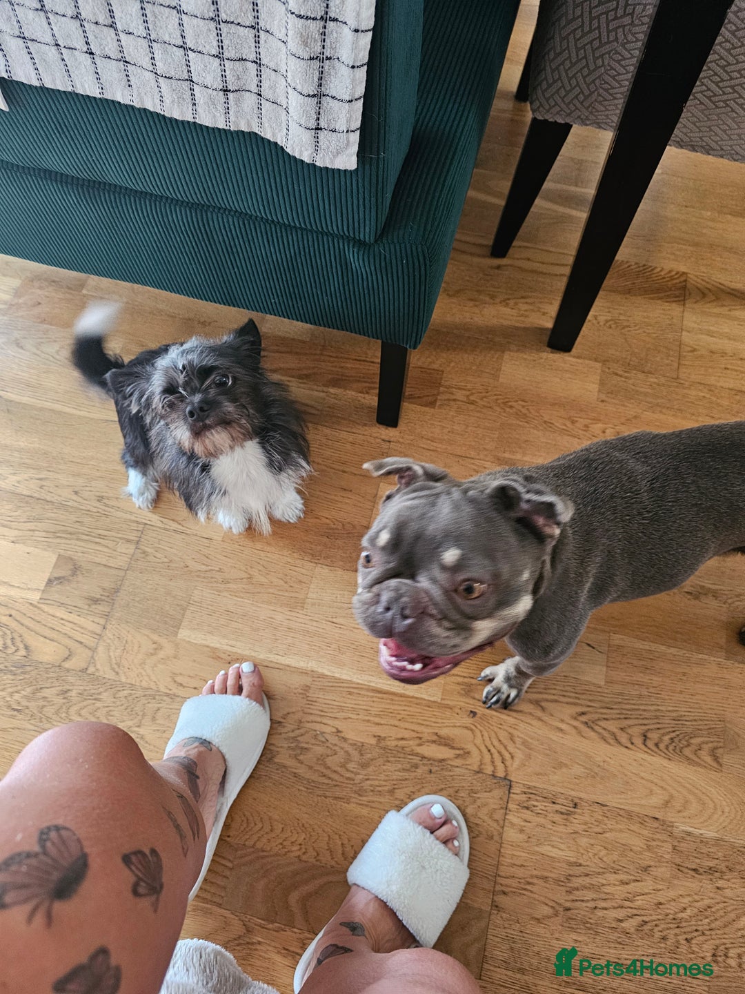 Frug dogs for sale: Peggy the Frug. 1.5years old. - Image 5