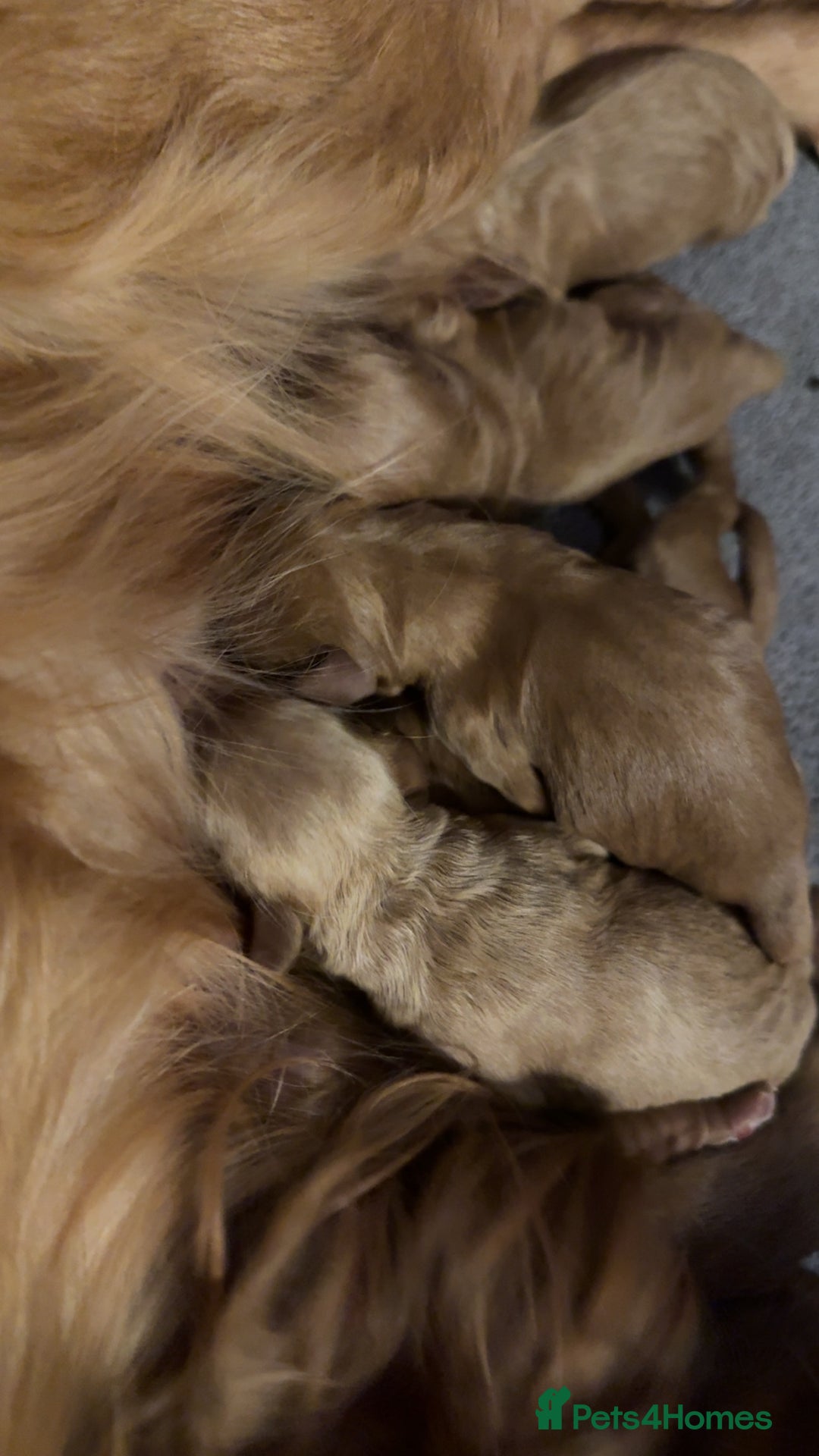 Cockapoo dogs for sale: Cockapoo F1 - Advert 22