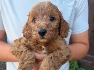 Cockapoo dogs 4 beautiful cockapoos - Advert 4