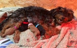Jackapoo dogs for sale: Adorable (85% Toy Poodle) Jackapoo pups  - Image 1