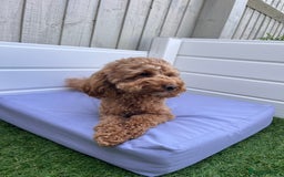 Toy Poodle dogs for sale: Adorable Toy Poodle Pups Looking for Forever Homes - Image 1