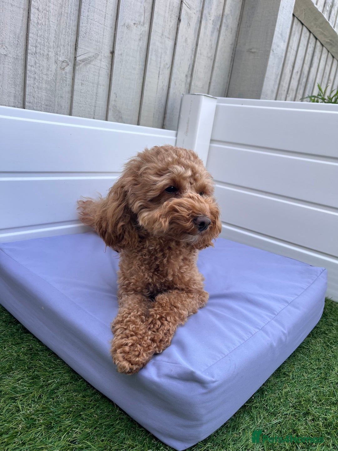 Toy Poodle dogs for sale: Adorable Toy Poodle Pups Looking for Forever Homes - Image 1