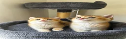 British Shorthair cats for sale: TICA BSH golden shaded boy and girl - Advert 4