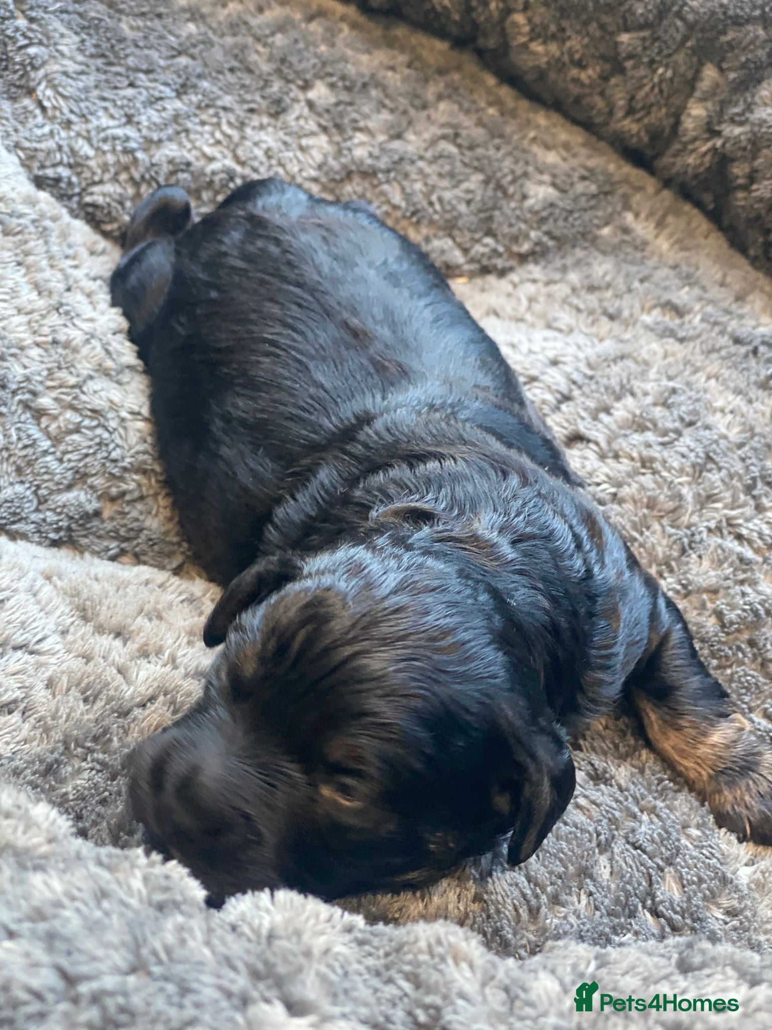 Mixed Breed dogs Beautiful Dachshund, French bulldog hybrid puppy - Advert 2