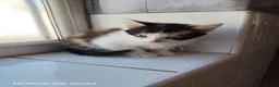 Mixed Breed cats for sale: Little Kittens - Advert 4