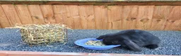 Mini Lop rabbits for sale: Mini lops 2 males - Advert 22