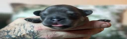 French Bulldog dogs for sale: Full fluffy French bulldogs  - Advert 3