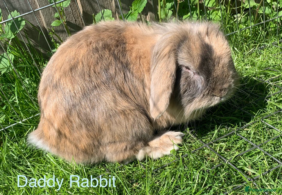 Mini Lion Lop rabbits for sale: Adorable Mini Lion Lop male bunny left 🐰  - Image 4