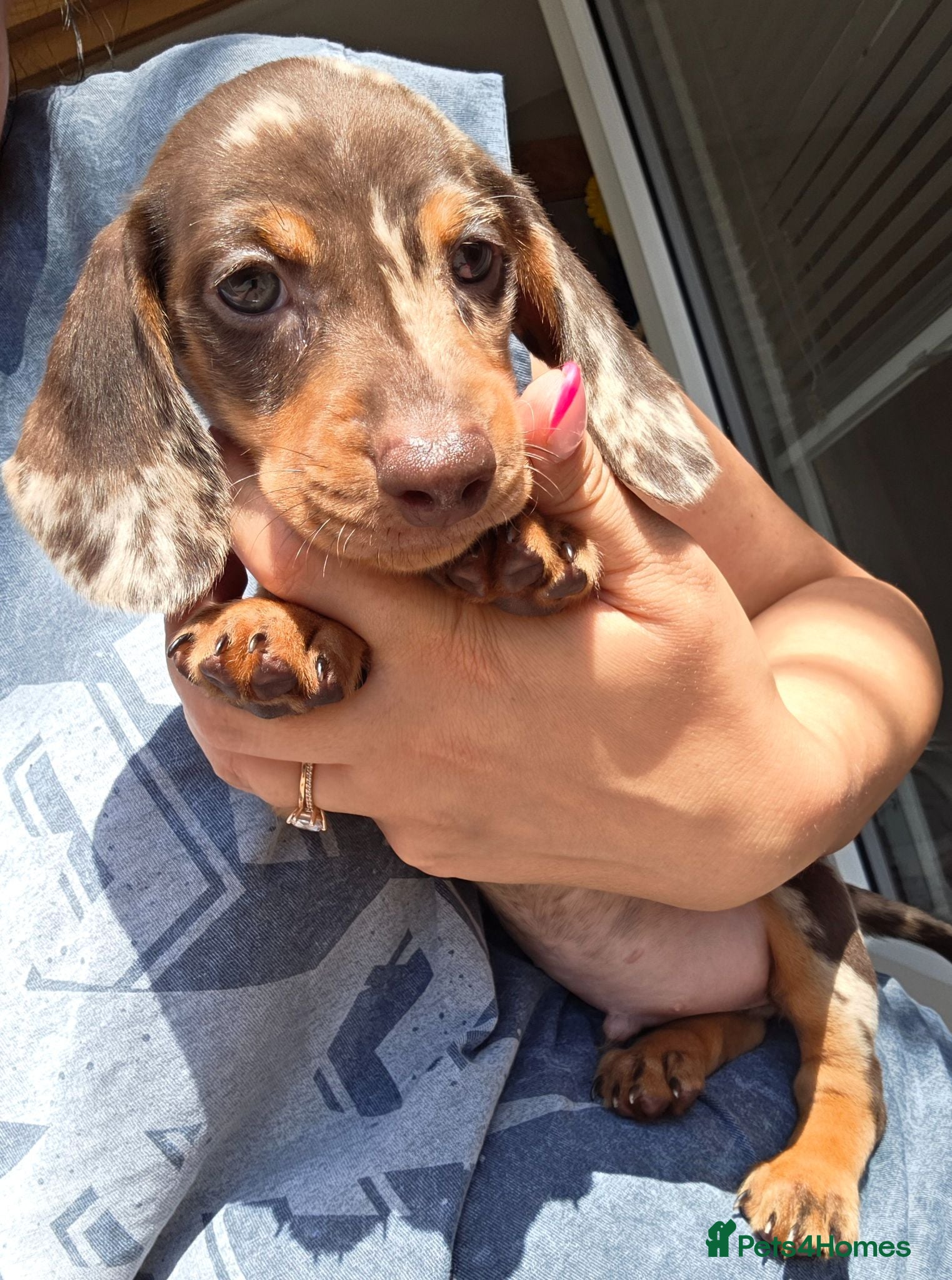 Miniature Dachshund dogs Miniature Dachshund - Advert 16
